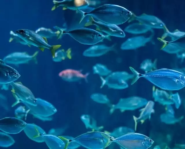aquaculture